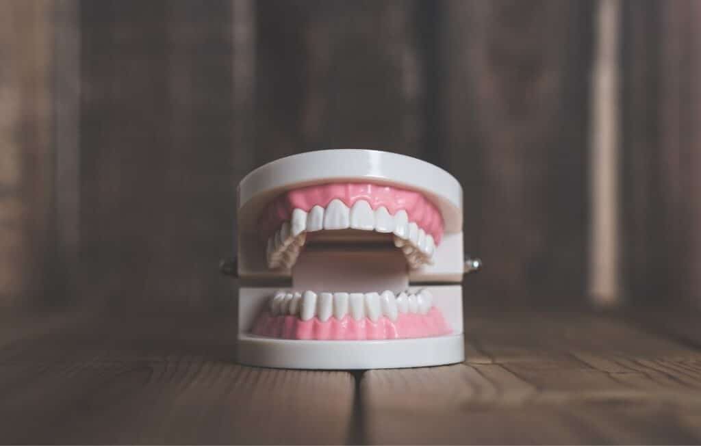 fake teeth model