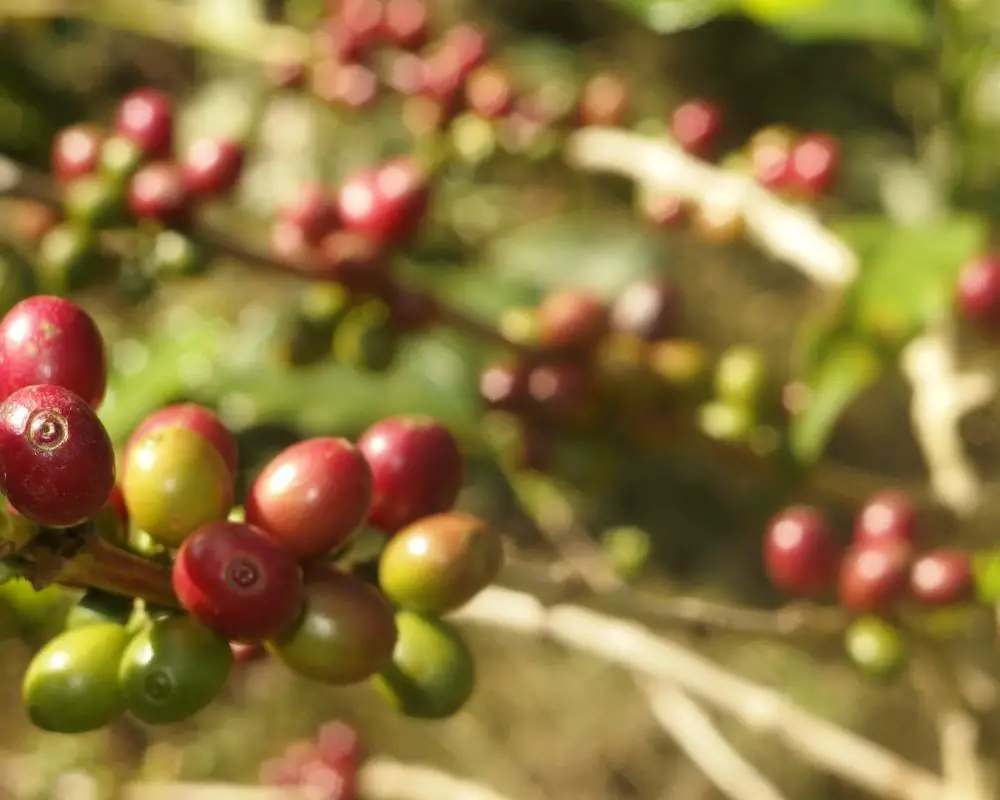 coffee cherries on branches