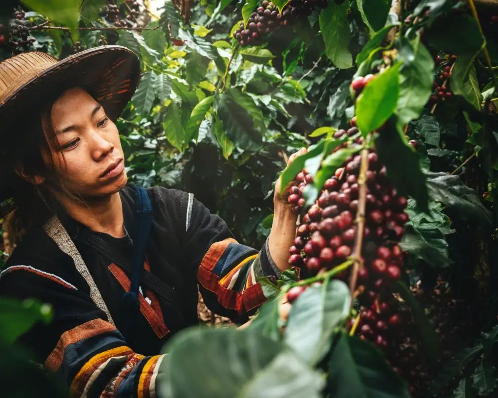 woman picking coffee cherries from branch