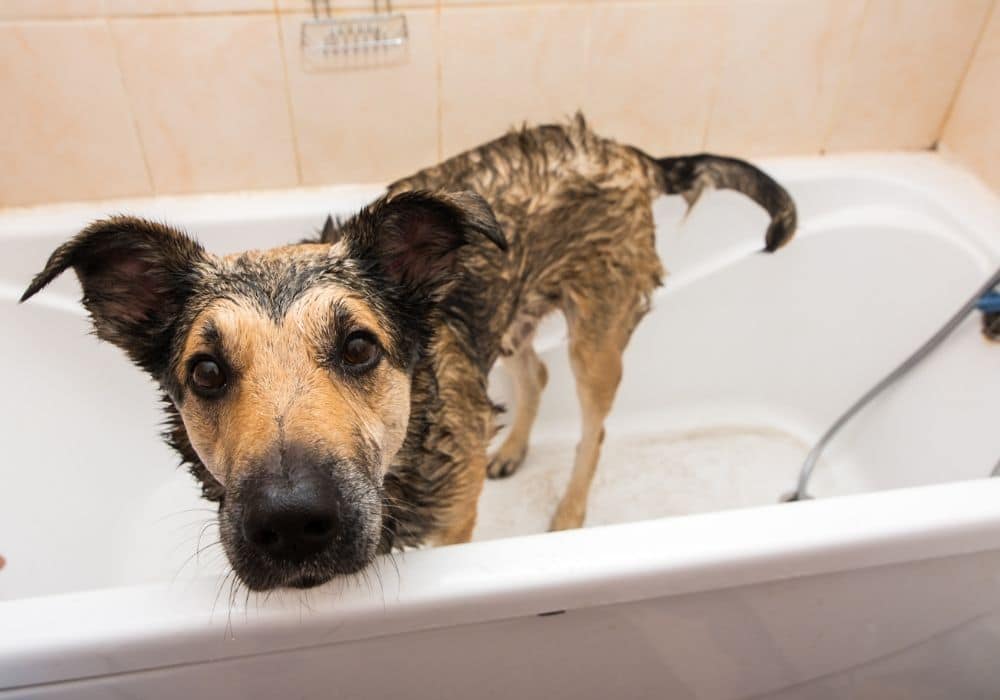 dog getting bath in tub