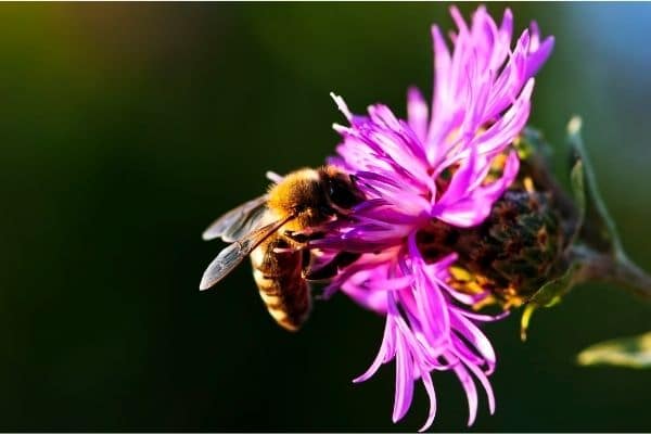 bee in wildflower