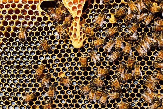 honey bees in hive